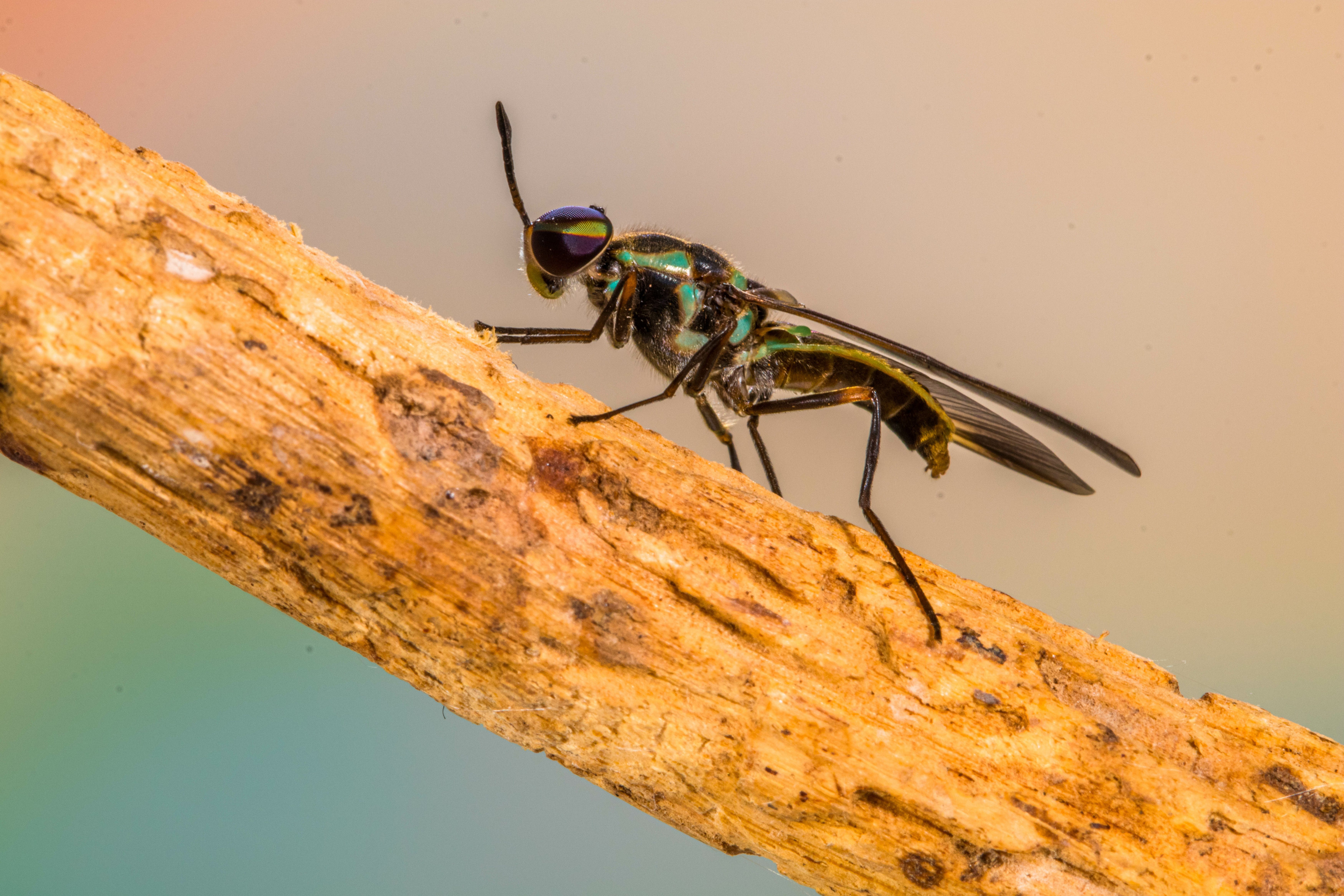 Schwarze Soldatenfliege