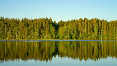 Dichter grüner Wald am See -Umweltmedien