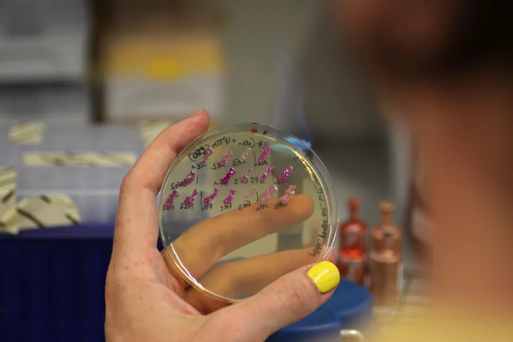 Hand hält Petrischale mit genetisch veränderten Bakterien