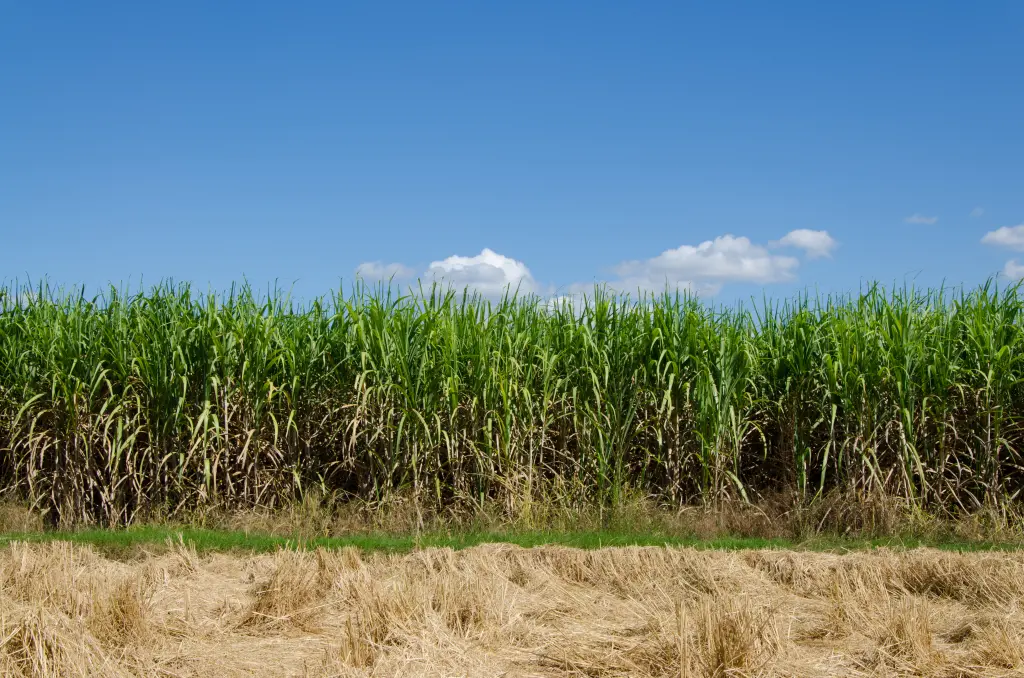 Aus Zuckerrohr kann Bio-Ethanol hergestellt werden.