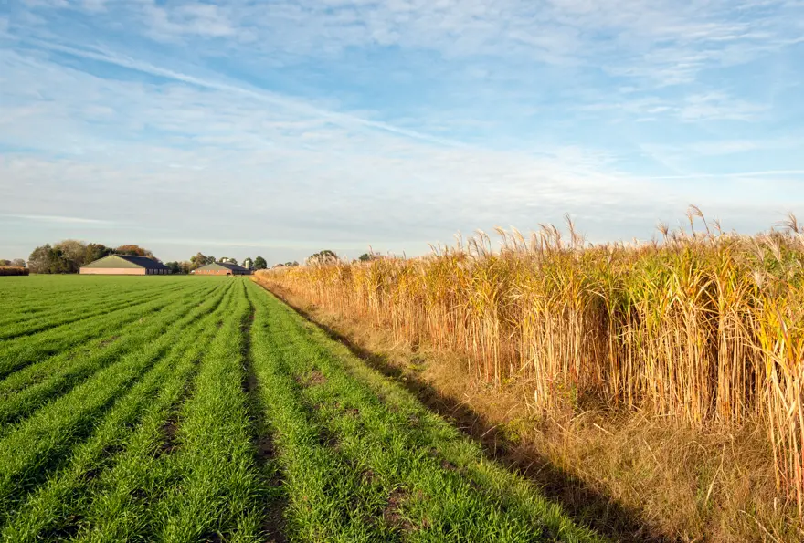 Links Wiese, rechts Feld mit Zwischenfruchtmischungen 