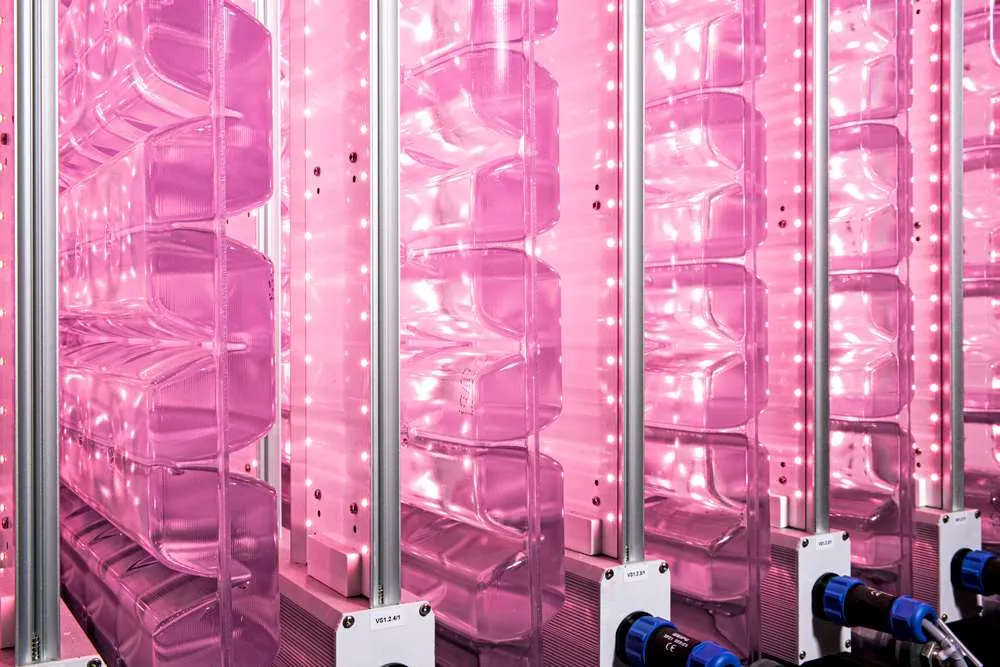 Im Close-up-Bild zu sehen ist eine Algenreaktoranlage, die durch ihre rosa Farbe auffällt. 