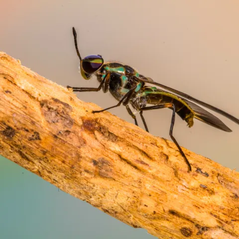 Schwarze Soldatenfliege