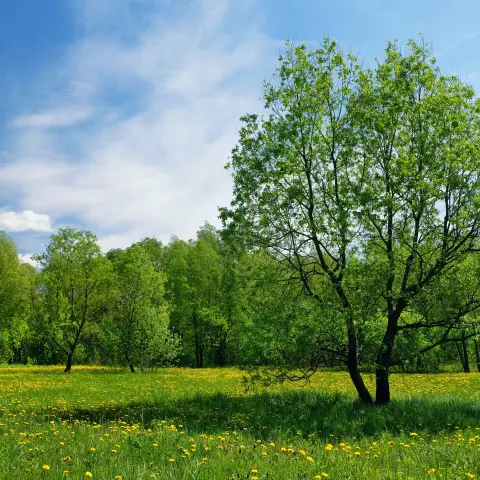 SEO Content: Einführung in die Ressourceneffizienz_735856309 Blühende Naturwiese mit Baum – steht für Ressourceneffizienz und Artenvielfalt