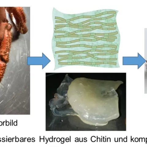 Am Beispiel des Chitin-Panzers einer Krabbe ist hier die Prozessierung von Chitin-Werkstoffen schematisch dargestellt.